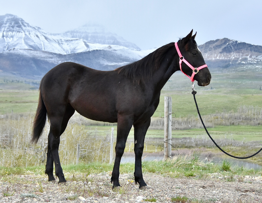 Black quarter horse mare in pink halter, standing against a mountain backdrop in Waterton, Alberta. Barn name, "Samoa," Registered Name "RHR Onyx Empress"