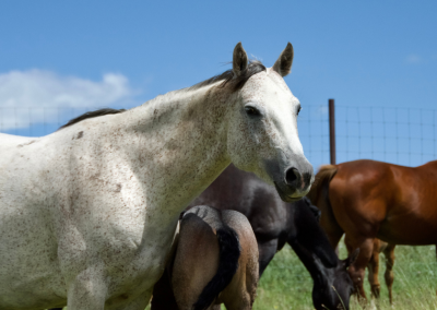 RHR Jackies Grey Gun – “Tikka”