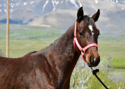 RHR Roan Warrior – “Tonga”