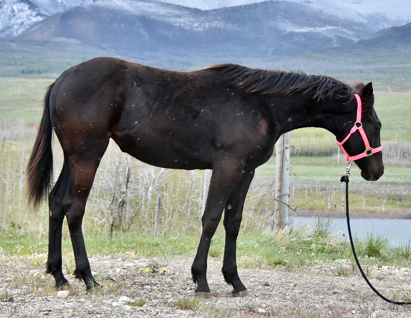 Dark bay quarter horse mare in pink halter, standing ground tied in snowy mountain pasture near Waterton, Alberta. Barn name, "Vienna," Registered Name "RHR Blue Duchess"