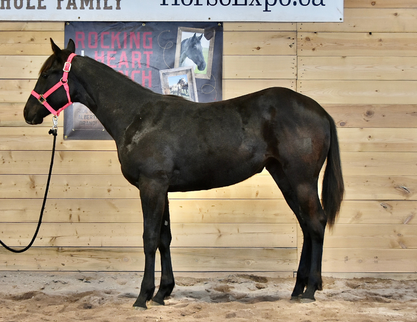 Dark bay quarter horse mare in pink halter, standing in a barn in Waterton, Alberta. Barn name, "Vienna," Registered Name "RHR Blue Duchess"