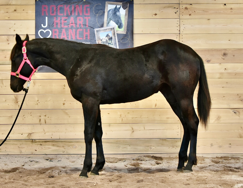 Dark bay quarter horse mare in pink halter, standing in a barn in Waterton, Alberta. Barn name, "Vienna," Registered Name "RHR Blue Duchess"