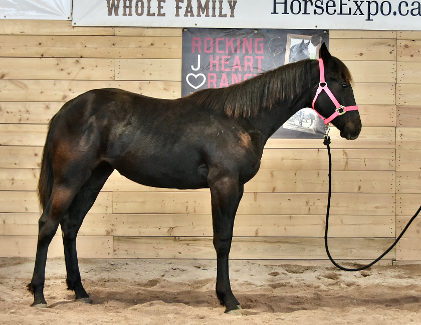 Dark bay quarter horse mare in pink halter, standing in a barn in Waterton, Alberta. Barn name, "Vienna," Registered Name "RHR Blue Duchess"