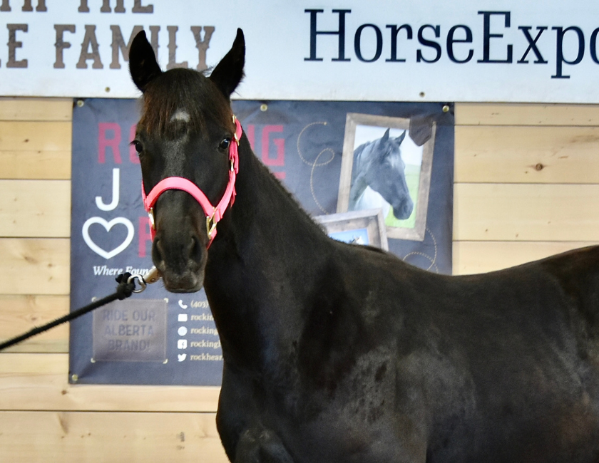 Dark bay quarter horse mare in pink halter, standing inside a barn in Waterton, Alberta. Barn name, "Vienna," Registered Name "RHR Blue Duchess"