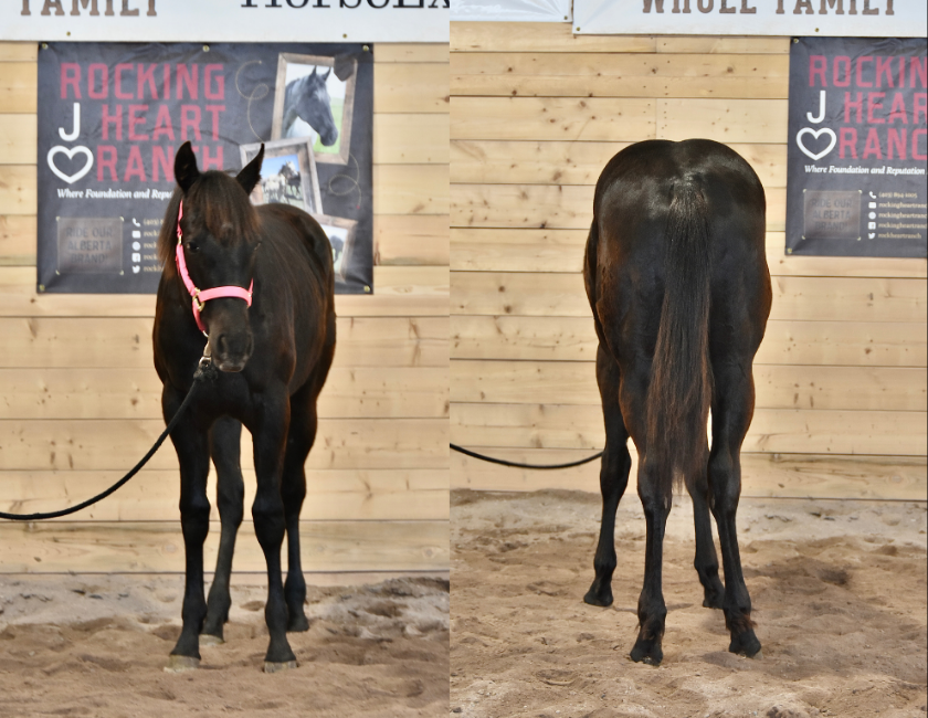 Dark bay quarter horse mare in pink halter, standing inside a barn at the Rocking Heart Ranch in Waterton, Alberta. Barn name, "Vienna," Registered Name "RHR Blue Duchess"