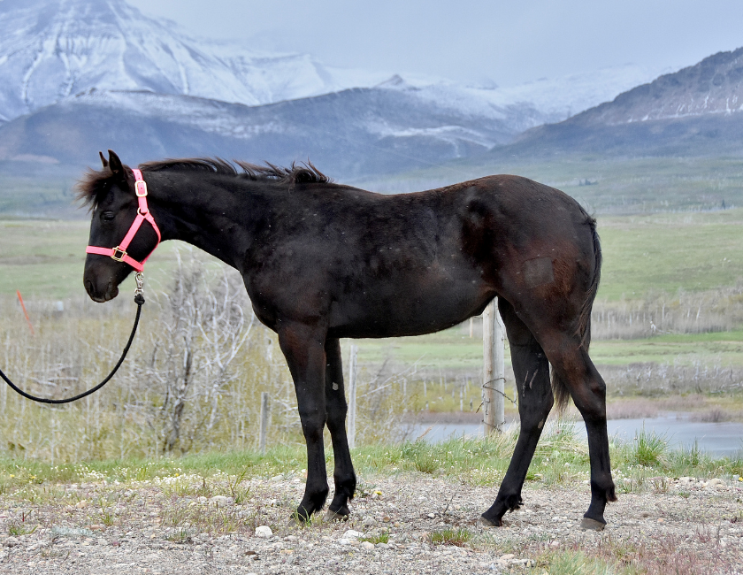 Dark bay quarter horse mare in pink halter, standing ground tied in snowy mountain pasture near Waterton, Alberta. Barn name, "Vienna," Registered Name "RHR Blue Duchess"