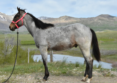 RHR Yukon Gold – “Yukon”